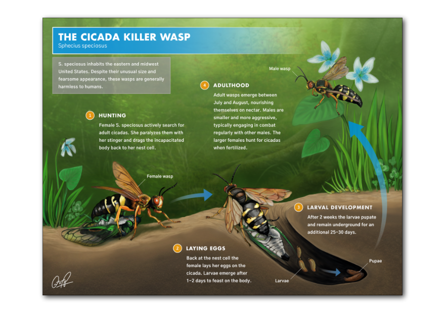Life Cycle of the Cicada Killer Wasp Sphecius speciosus by Domenic Pennetta